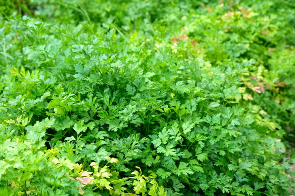 Parsley with leaves turning yellow and red