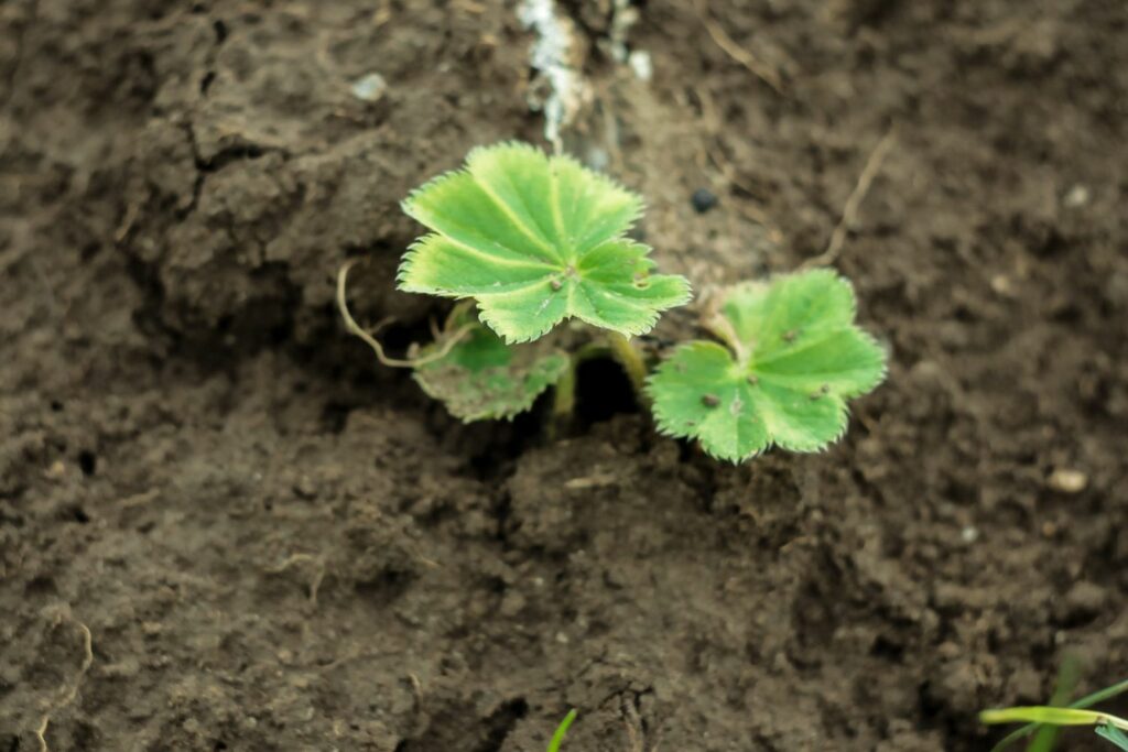Young alchemilla plant in ground