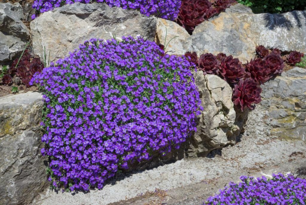 Rock garden with purple Aubrieta