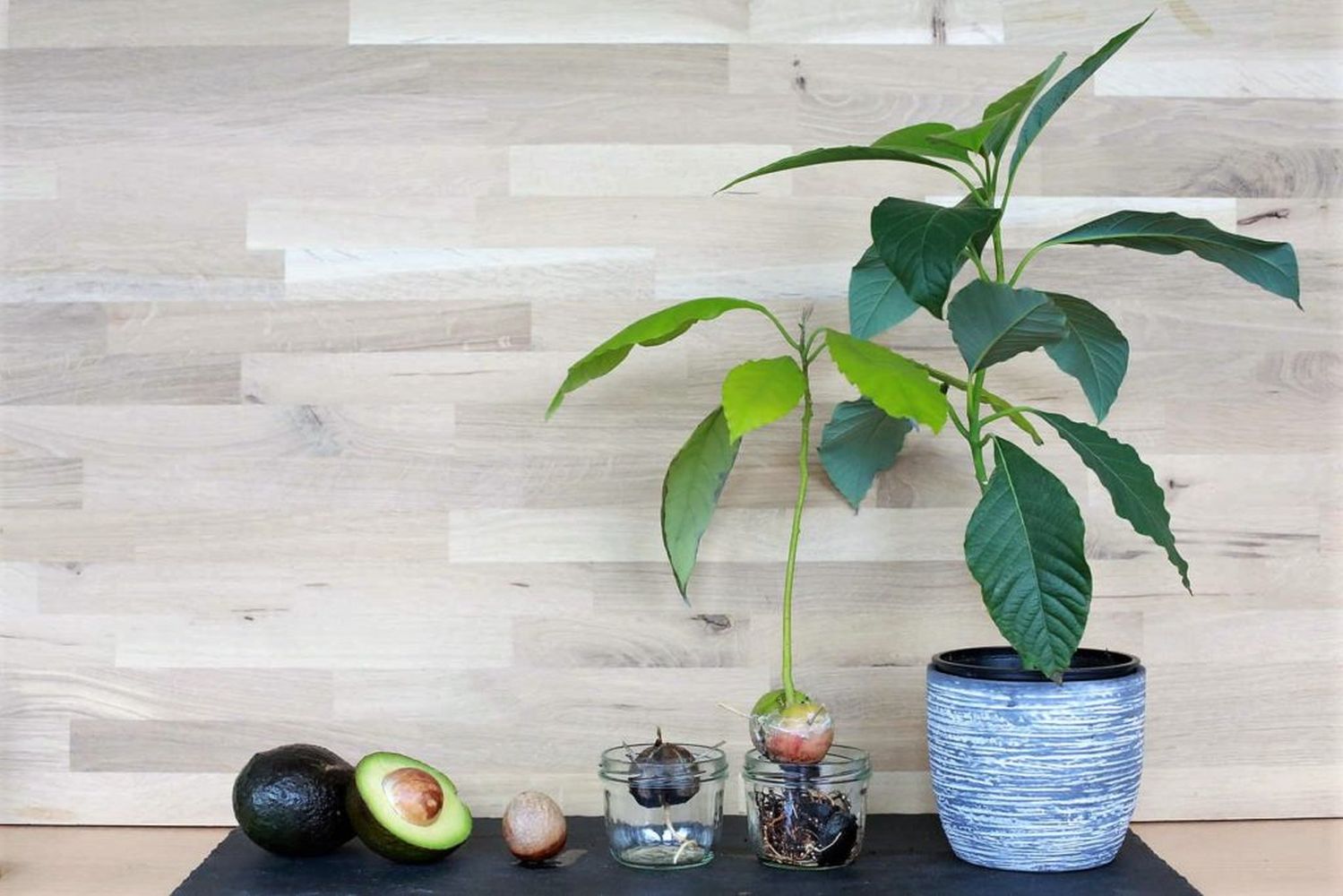 How to grow an avocado from the stone - Plantura