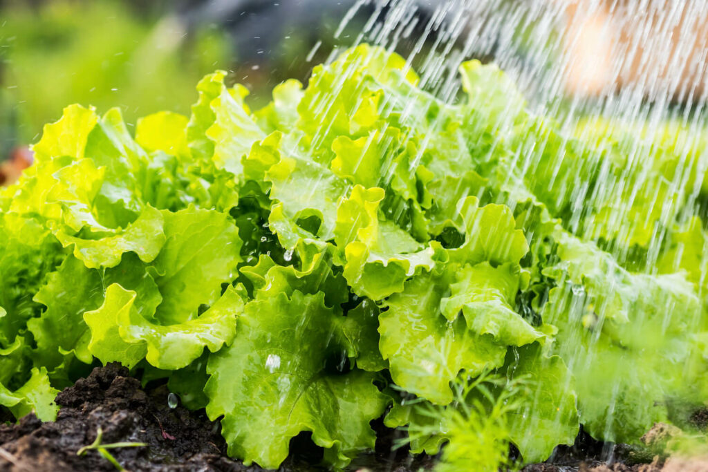 Watering lettuce
