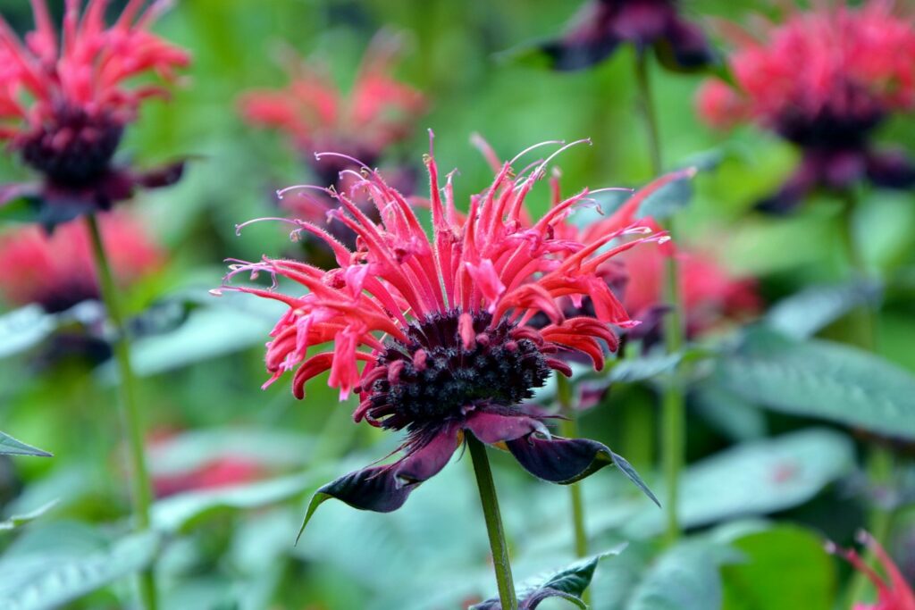 Red bee balm