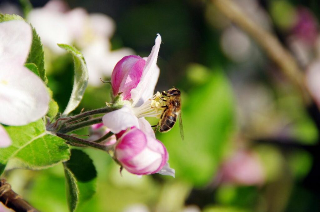 Bee feeding on apple blossom