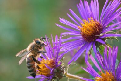 Bee-friendly plants: the best plants for a bee-friendly garden