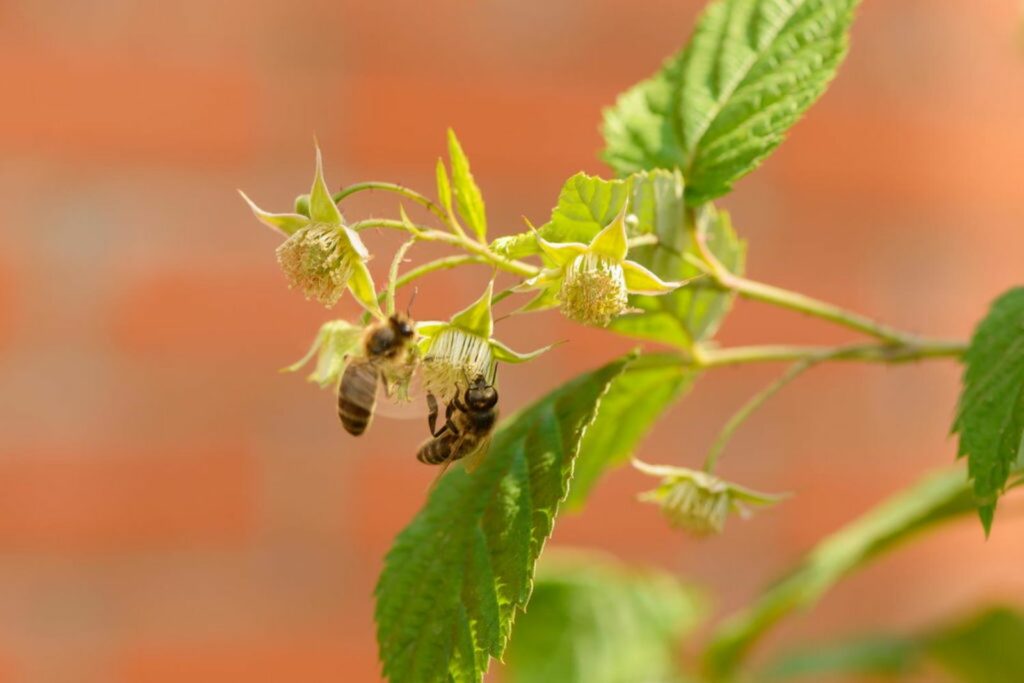 Bees on raspberry plant in the sun