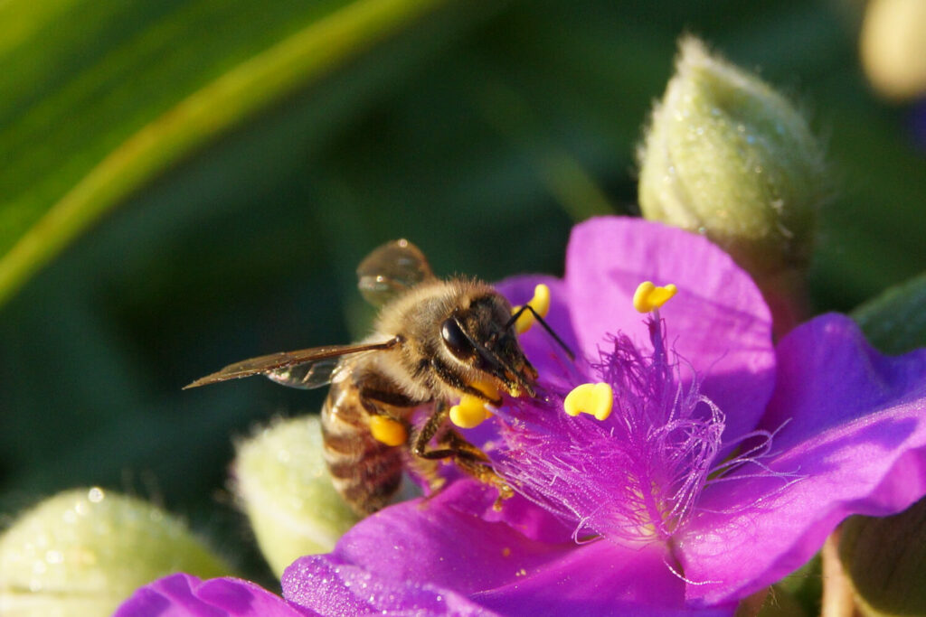 Bee pollinating spiderwort