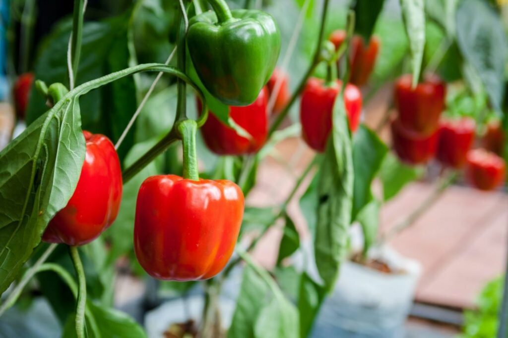 pepper plant with red bell peppers