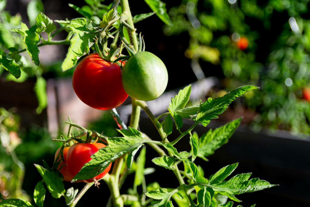Large pairs of berner rose tomatoes on plant