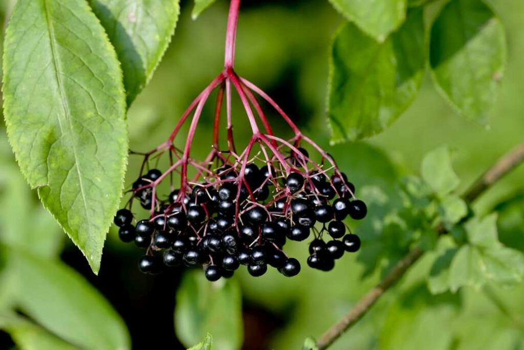 Cluster of black elderberries