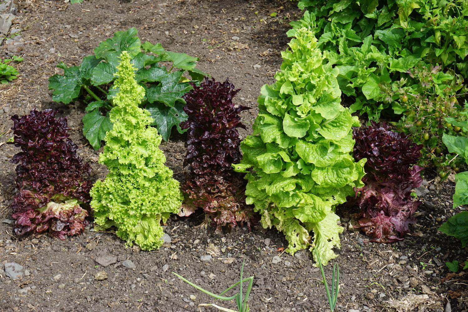 Why Is Lettuce Growing Tall? Bolting Explained: Garden Tips