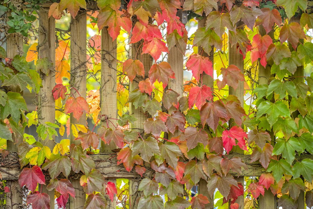 The beautiful autumn colours of boston ivy