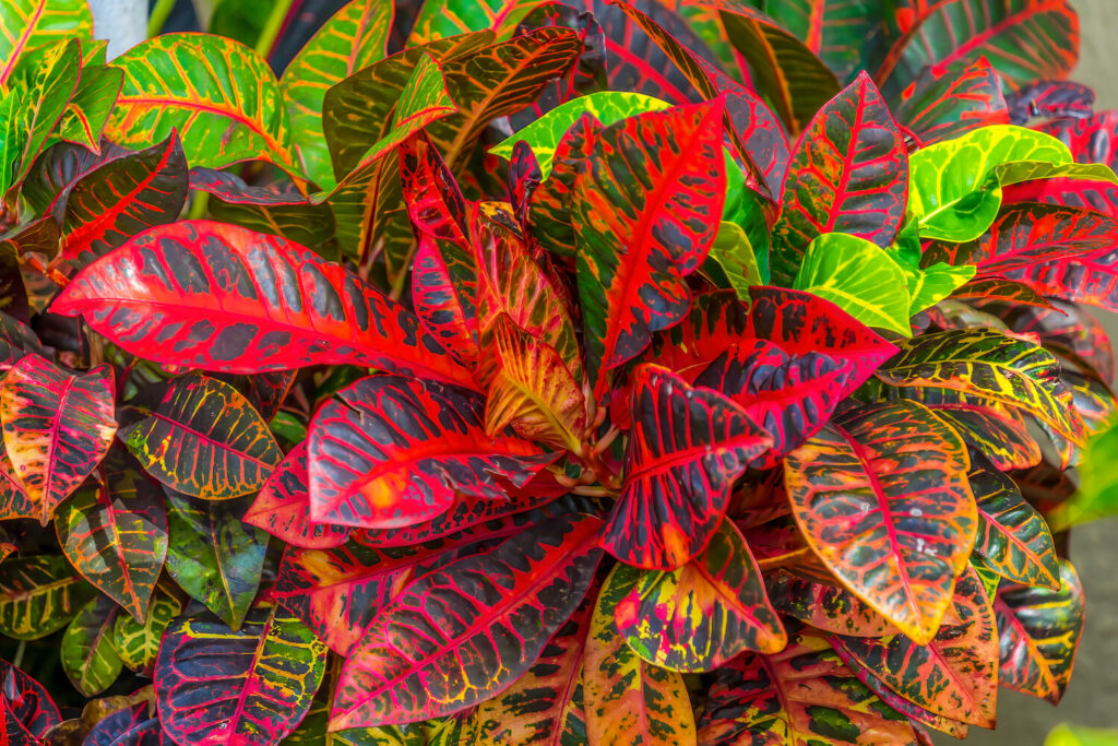 Bright and bold croton leaves