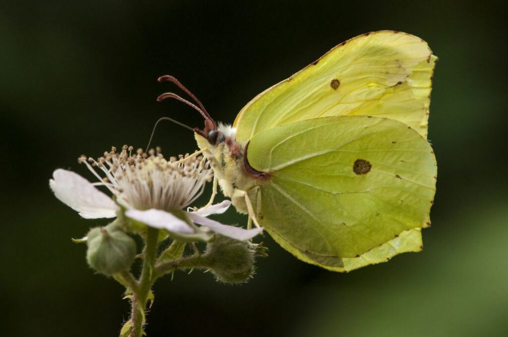 Brimstone butterfly with light green leaf like wings
