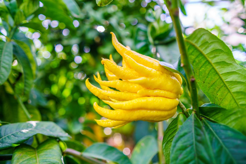 Ripe, harvested Buddha's hand fruits growing on a branch
