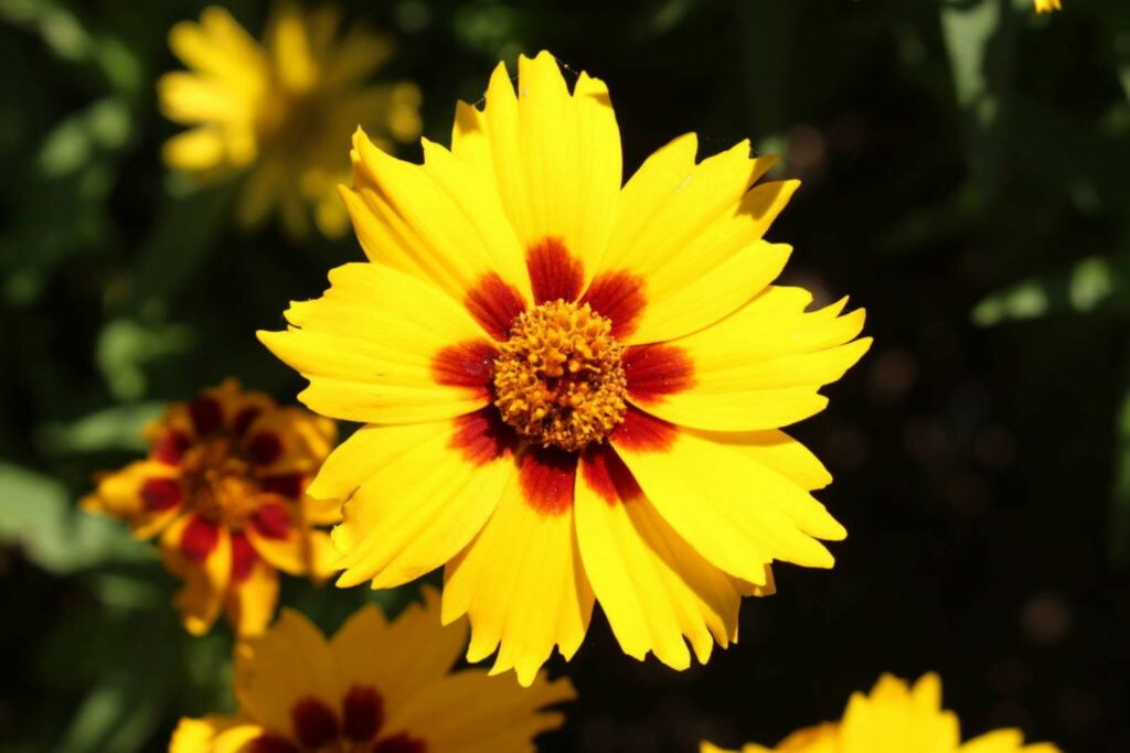 A yellow coreopsis flower