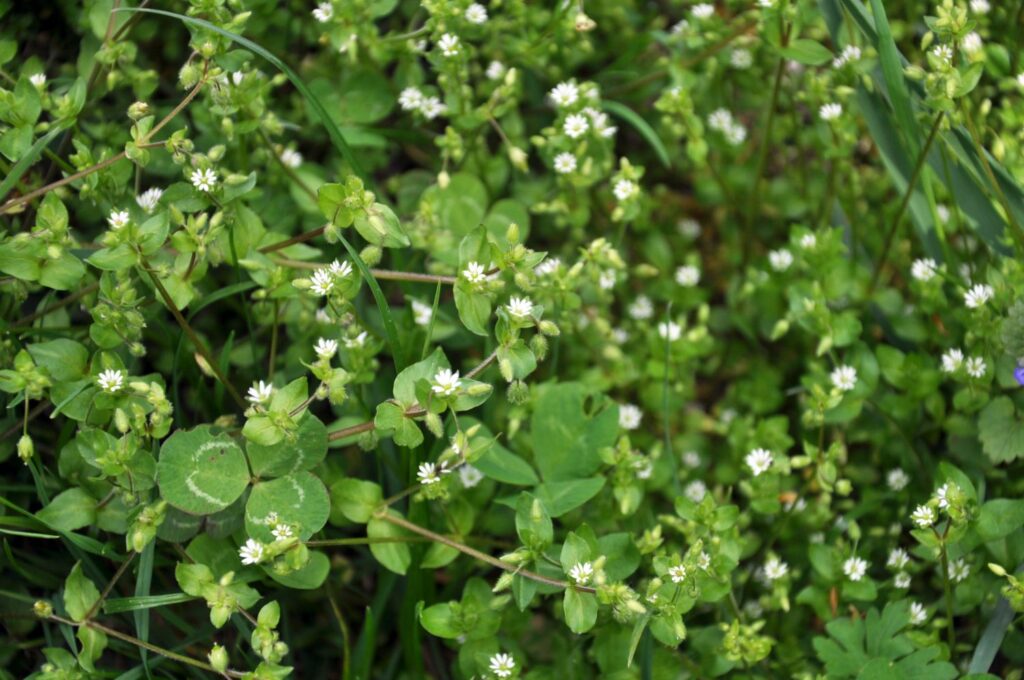 A flowering chickweed bush