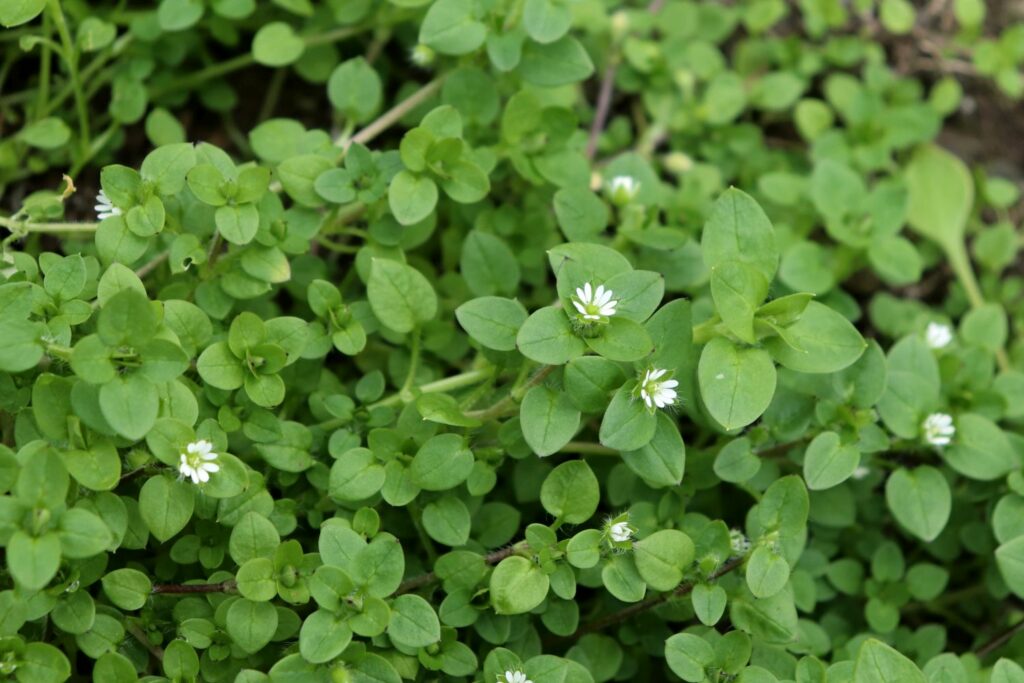 A green chickweed plant covering the ground with little white flowers