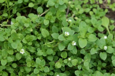 Chickweed: identification, benefits & how to get rid of it