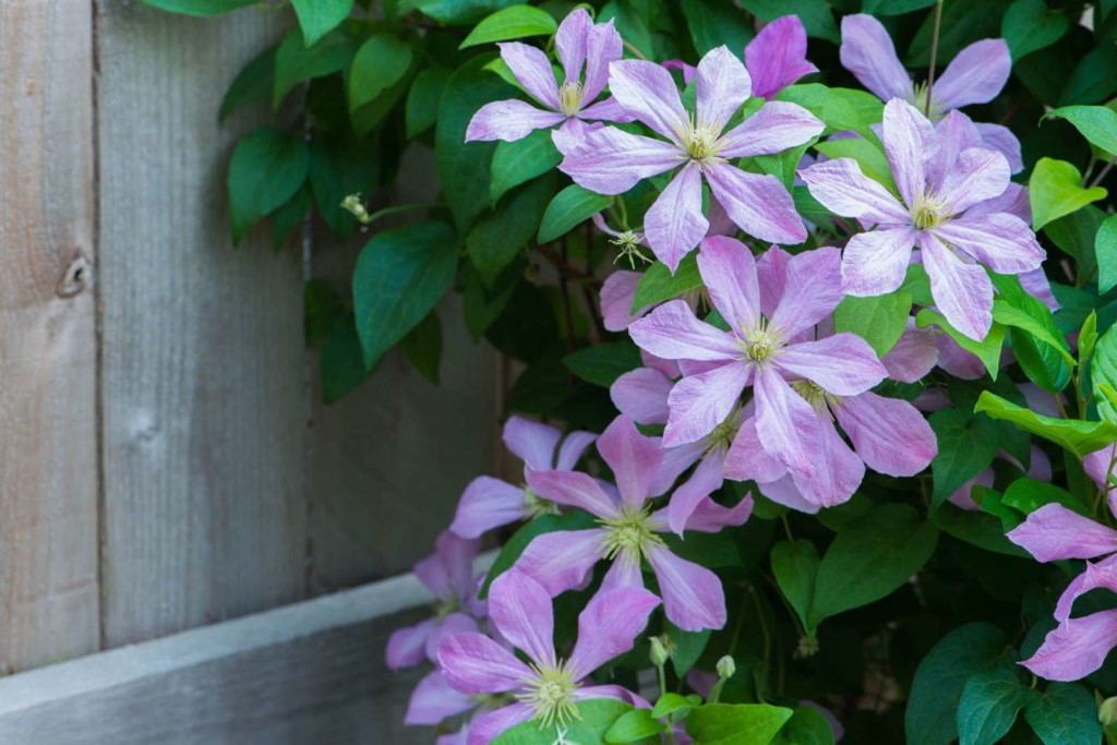 Purple clematis growing on a wooden fence