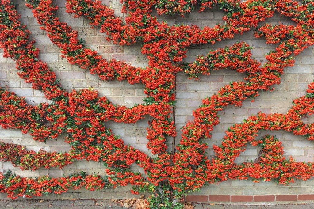 Espalier red firethorn trained on a wall