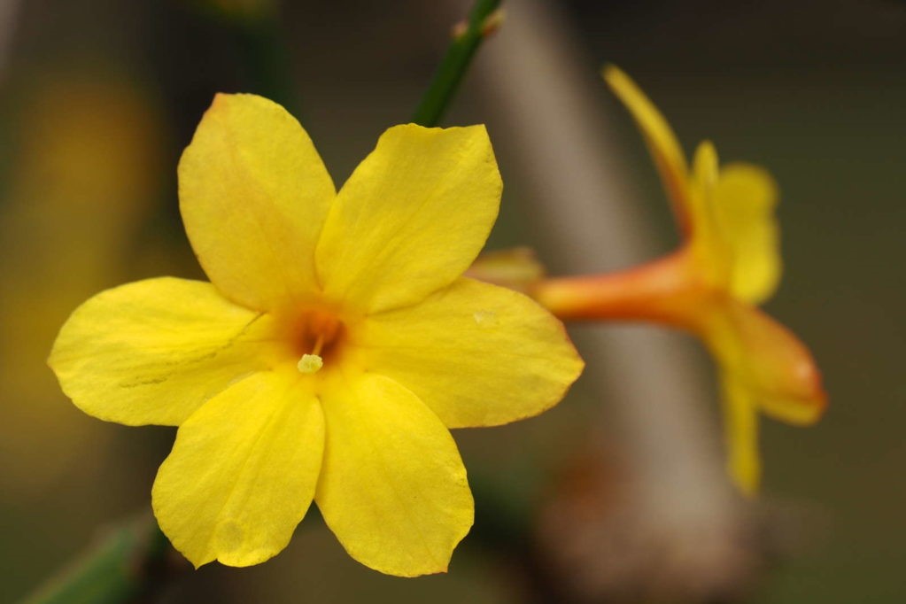 Yellow winter jasmine blossoms