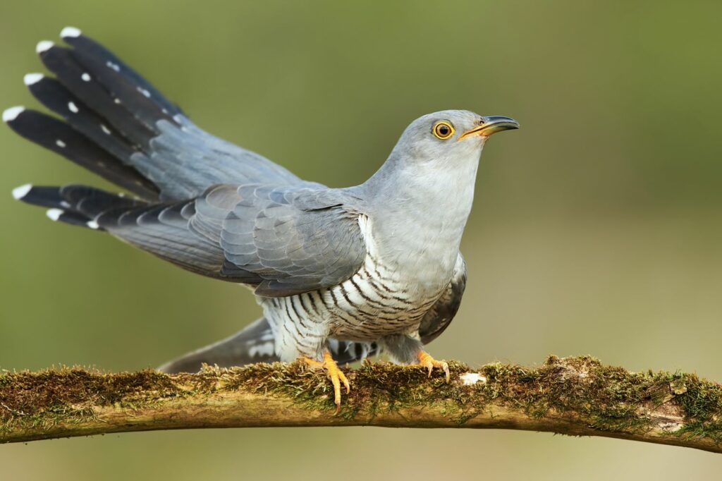 Grey feathered common cuckoo perched on tree branch