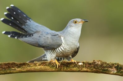 Common cuckoo: the bird profiles