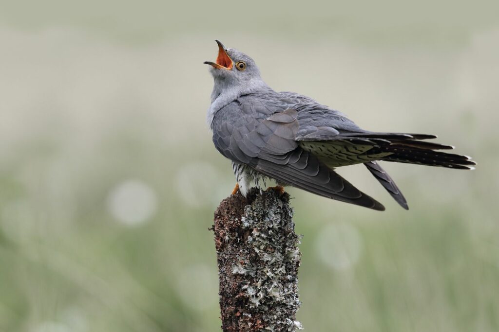 Common cuckoo bird singing out