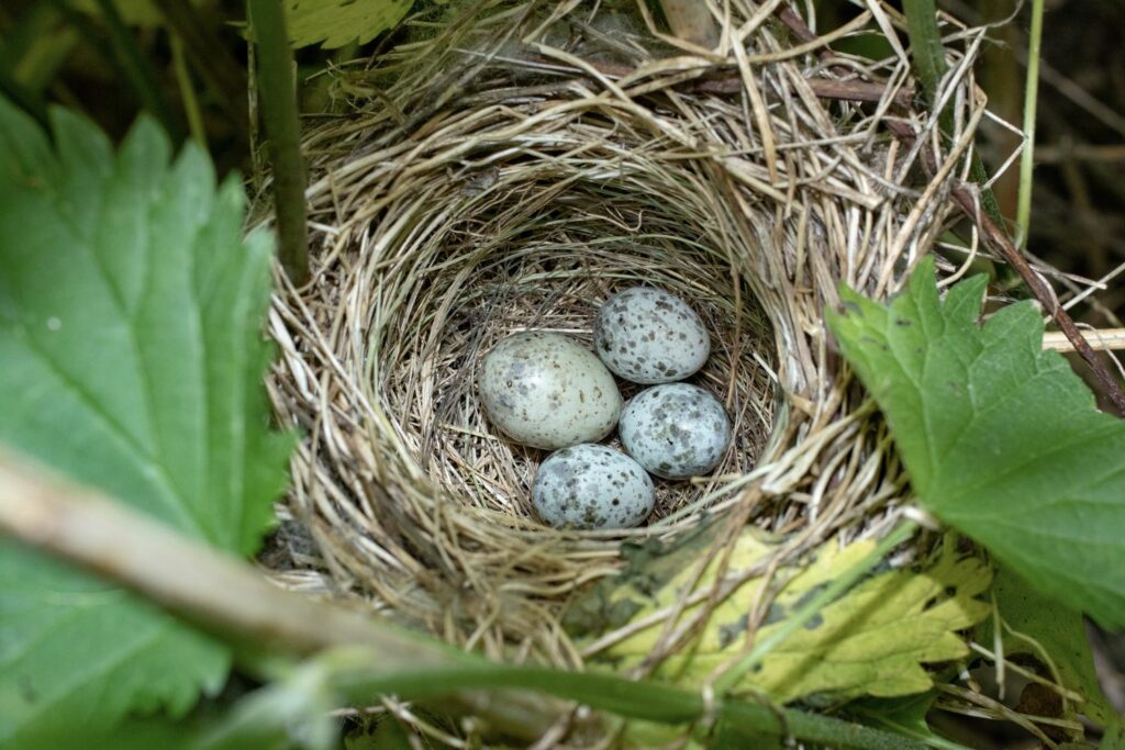Nest of eggs with one cuckoo egg slightly bigger than the rest