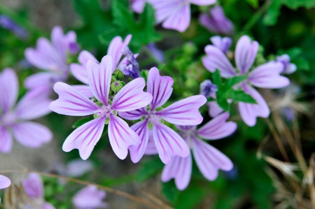 common mallow with veined purple flowers