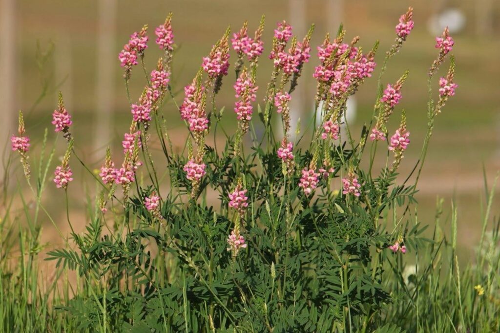Common sainfoin with pink blossom