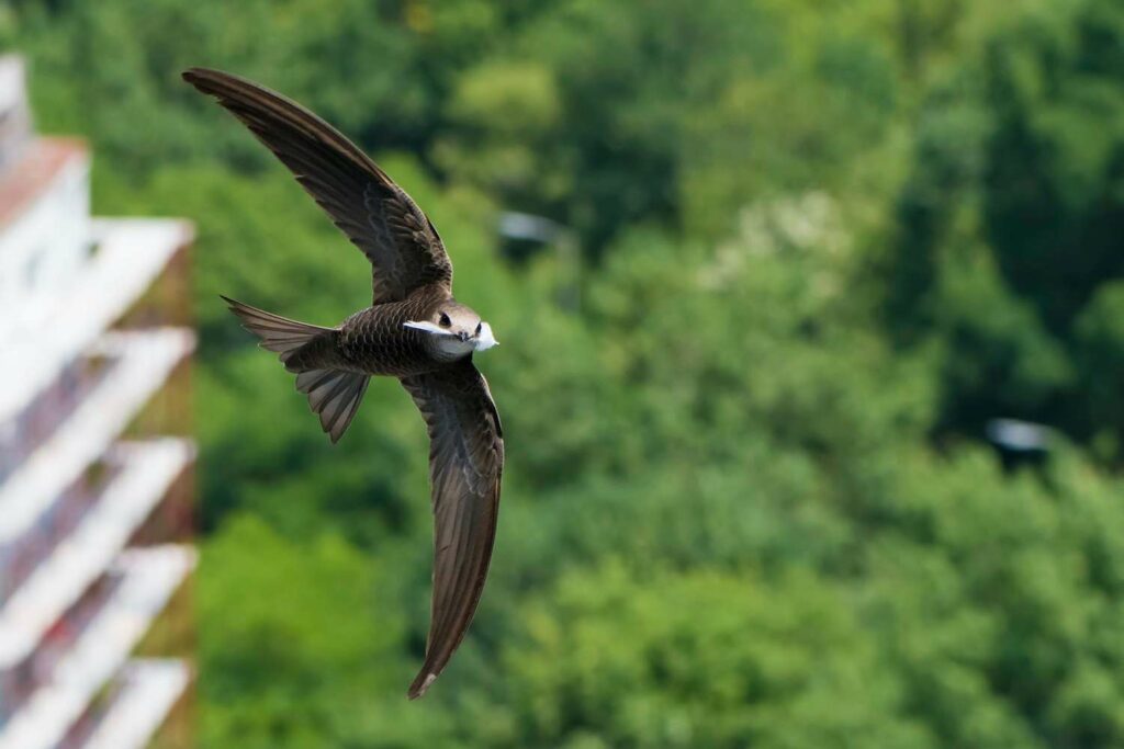 Common swift flying with nest material