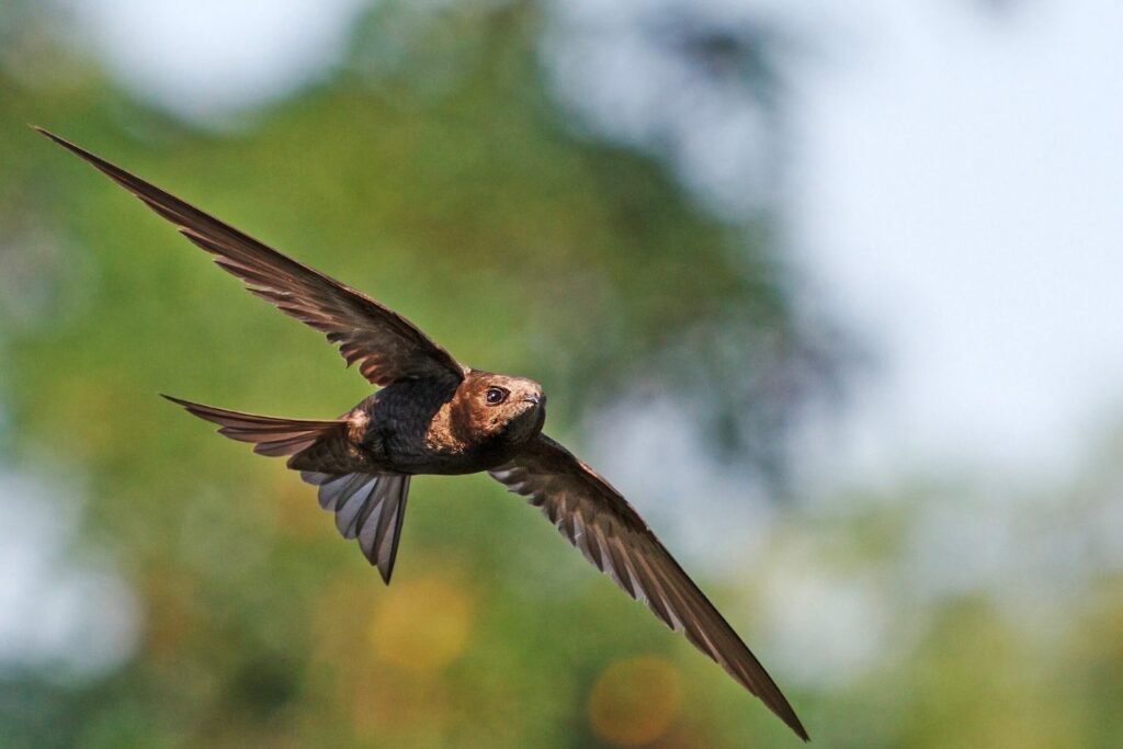 common swift flying to find food