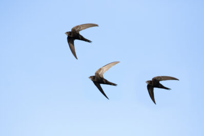 Common swift: the bird profiles