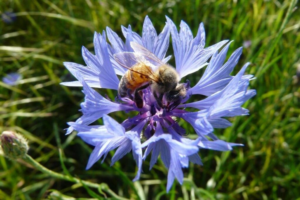 Bee on blue cornflower