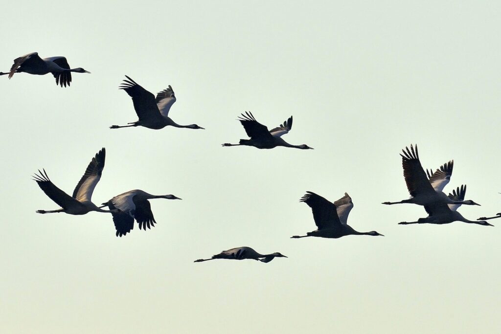 Flock of cranes flying for winter migration