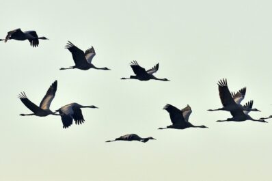 Bird migration: why do birds migrate?