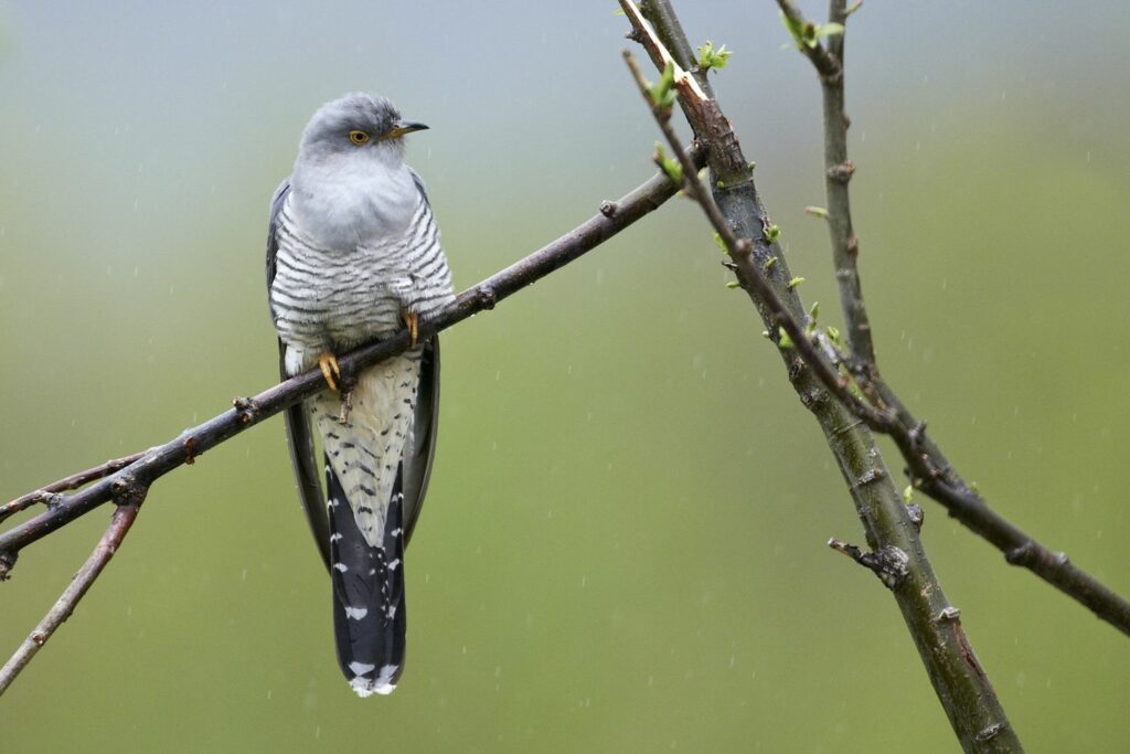 Cuckoo with long tail and horizontally striped chest