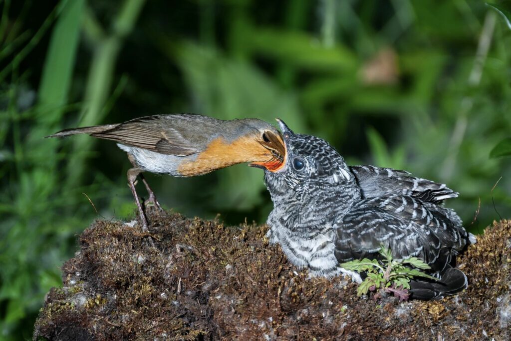 Small robin feeding large singe cuckoo chick