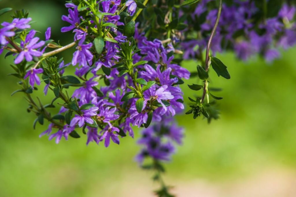 Fairy fan-flower with purple blossoms