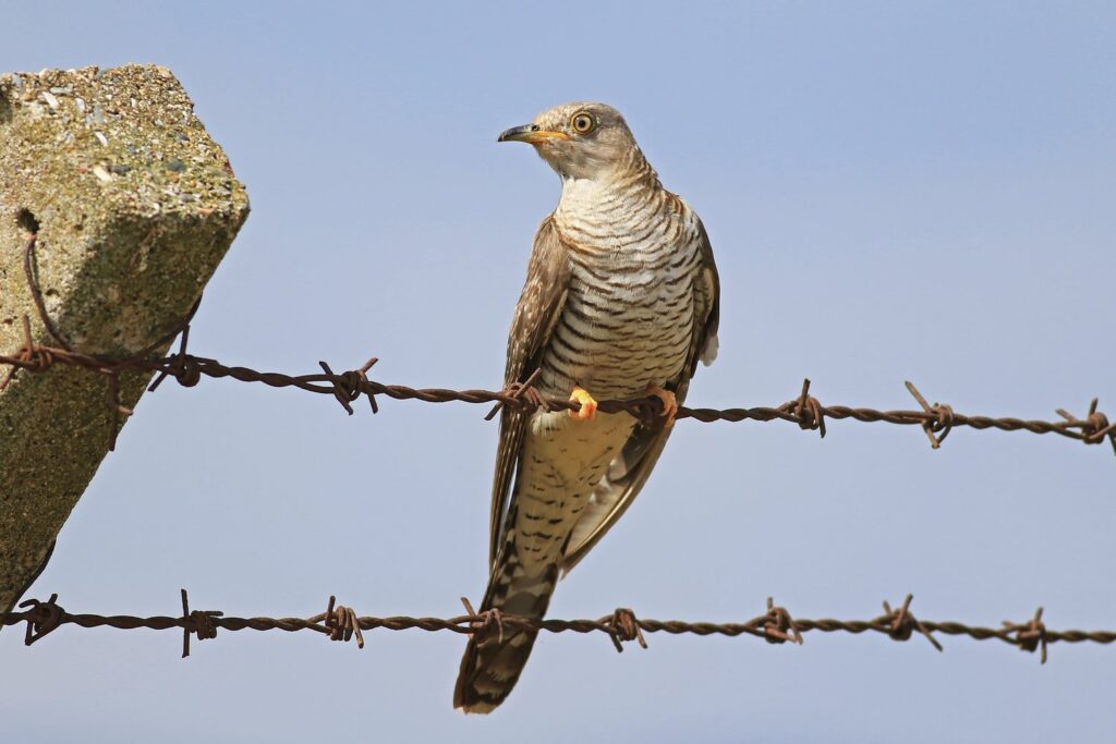 Brown female common cuckoo bird