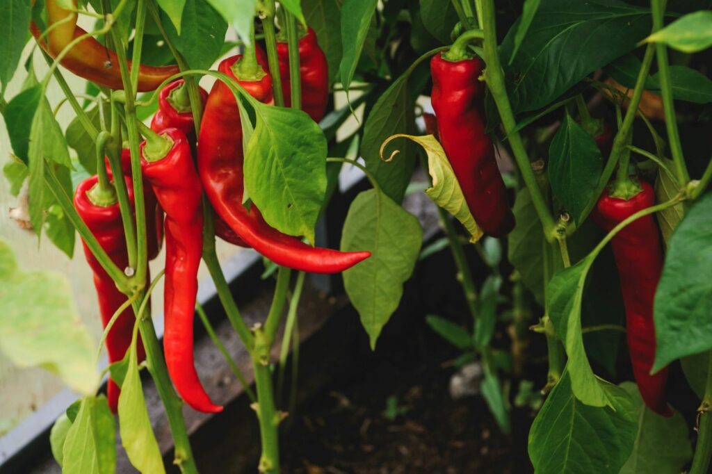 Healthy chilli plant with large red chillies and lush green leaves