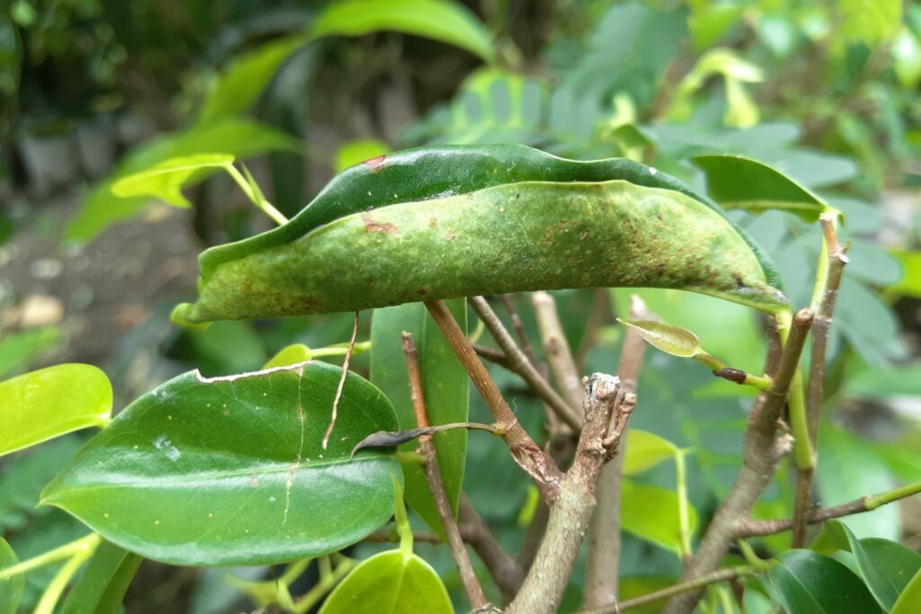 Pest-infested weeping fig leaf