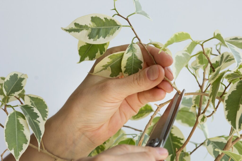 Pruning a weeping fig