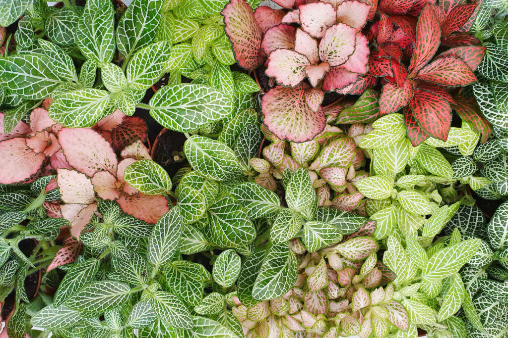 Red, green and pink nerve plant varieties