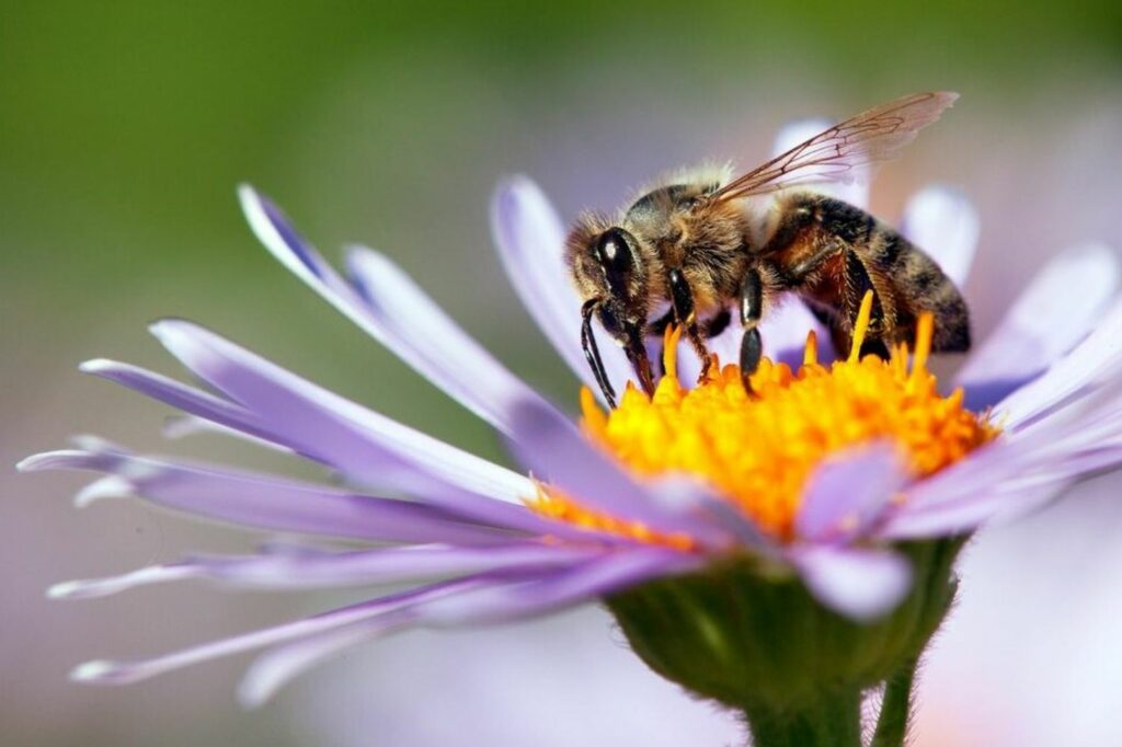 A bee on a purple flower