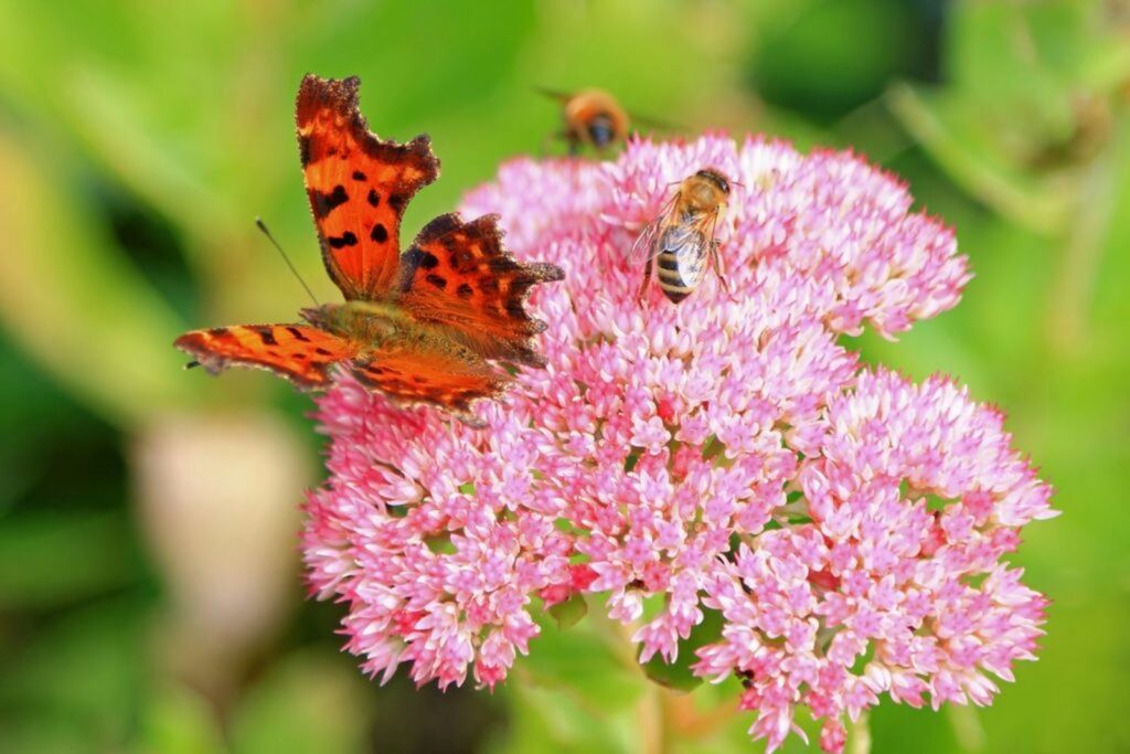 Pink stonecrop flower with butterfly and bee