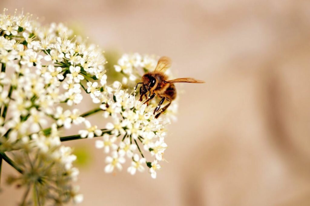 Bee enjoying white yarrow flower