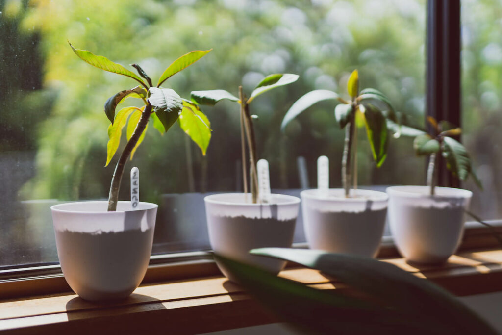 Frangipani: how to plant & propagate - Plantura