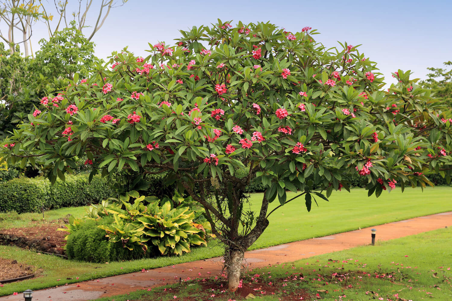 Frangipani: how to plant & propagate - Plantura